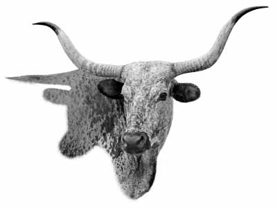 Texas Longhorn cow, Number 16